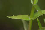 Branched hedgehyssop